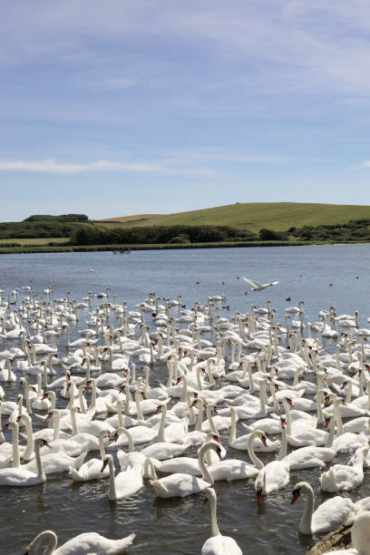 istock Gaggle of wild swans. Dorset England 1190449125