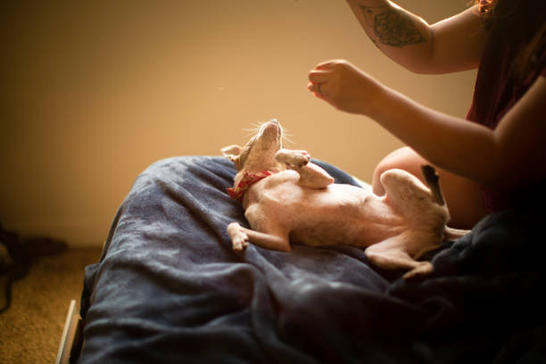 Hispanic Woman Playing at Home with Her dog