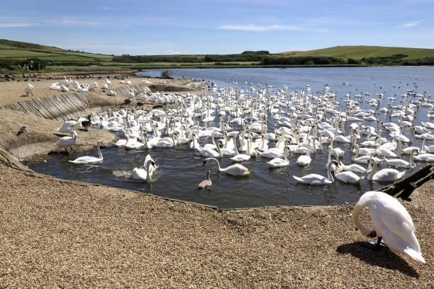 istock Gaggle of wild swans. Dorset England 1190449311
