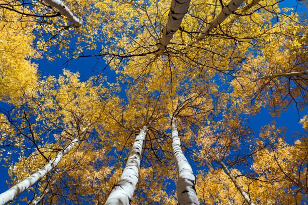 istock Autumn Aspen Color 1190451052