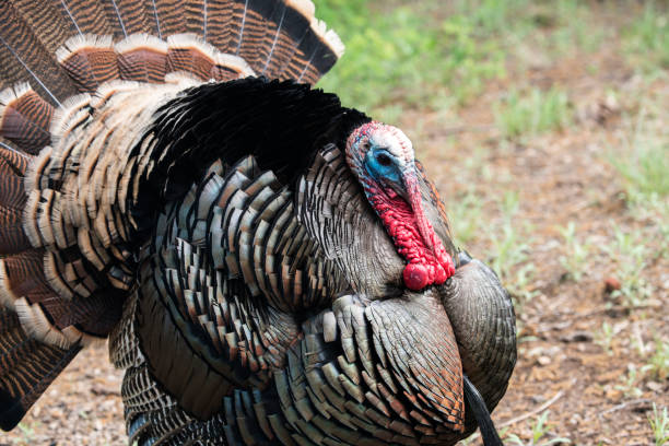 istock Wild Rio Grande Turkey 1190451393