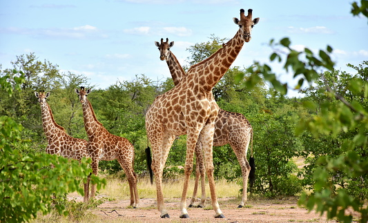 Curious giraffes looking from the bush.