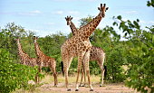 beautiful giraffes in african landscape