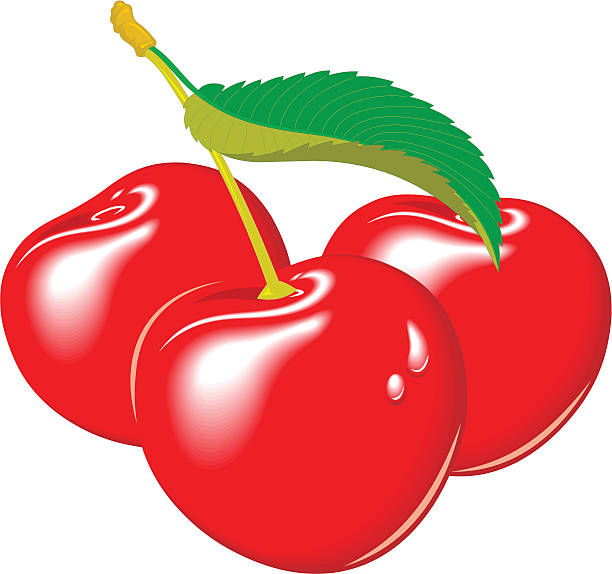 cherries vector art illustration