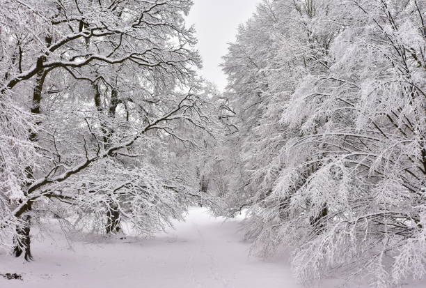 istock garden and parkland in winter 1190453056