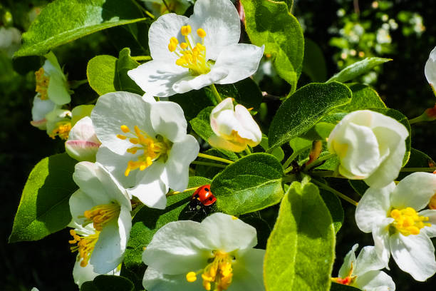 Ladybug among white flowers and green leaves.