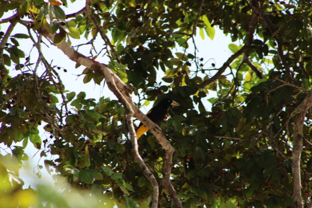 istock tropical bird found in the brazilian amazon hanging from tree branches next to its nests 1190454226