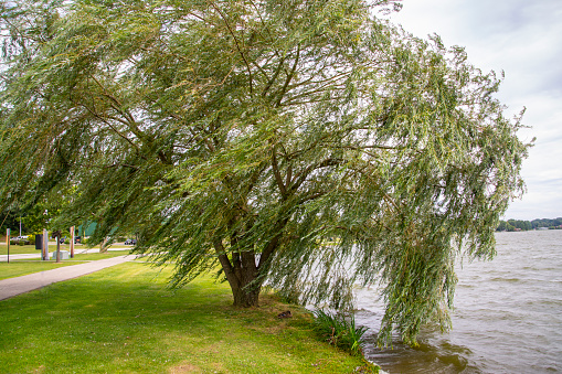 Weeping willow branches.