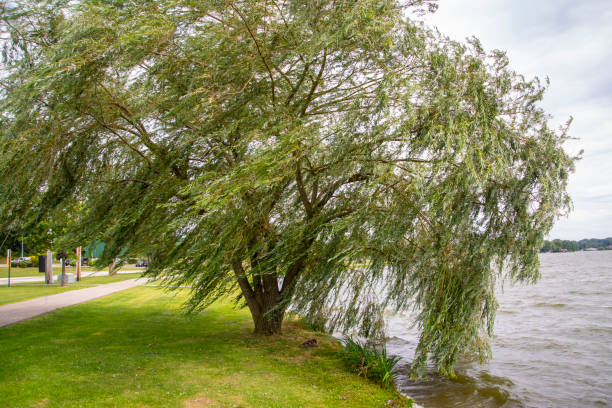 uma árvore de salgueiro que funde em um vento forte por um lago - weeping willow - fotografias e filmes do acervo