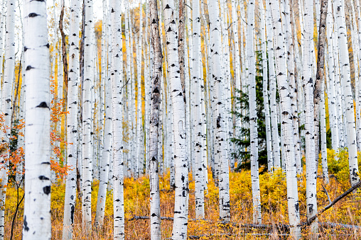 El follaje en otoño otoño otoño en la carretera escénica De Castle Creek con coloridas hojas amarillas en los troncos de los árboles de álamos americanos bosque en primer plano en las montañas rocosas de Colorado photo