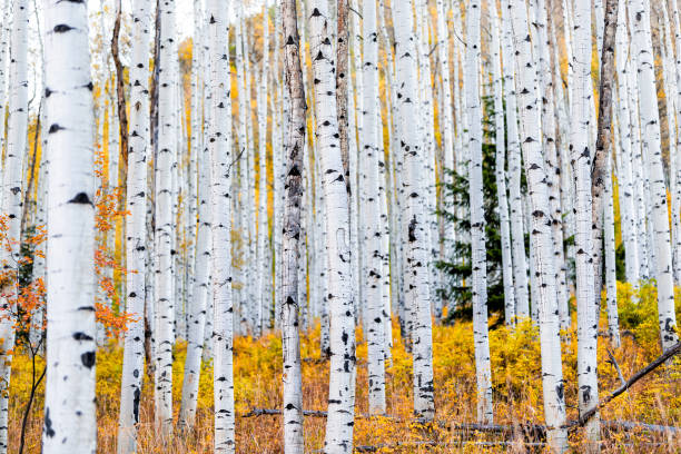 Foliage in autumn fall on Castle Creek scenic road with colorful yellow leaves on american aspen trees trunks forest in foreground in Colorado rocky mountains Foliage in autumn fall on Castle Creek scenic road with colorful yellow leaves on american aspen trees trunks forest in foreground in Colorado rocky mountains aspen colorado stock pictures, royalty-free photos & images