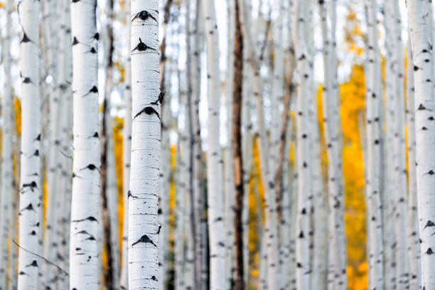 colorado berge laub im herbst herbst auf castle creek malerischen straße mit bunten gelben blättern auf amerikanischen espen bäume stämme wald im vordergrund - autumn water leaf stream stock-fotos und bilder