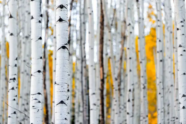 Photo of Colorado mountains foliage in autumn fall on Castle Creek scenic road with colorful yellow leaves on american aspen trees trunks forest in foreground