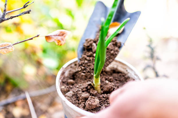 Closeup of person holding green onion sprout gardening planting into small soil container placing dirt with shovel into pot Closeup of person holding green onion sprout gardening planting into small soil container placing dirt with shovel into pot garlic bulb photos stock pictures, royalty-free photos & images