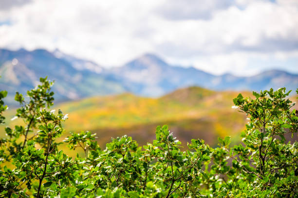 aspen, colorado avec les montagnes rocheuses snowmass pic dans le fond flou et la couleur vibrante du feuillage d'automne sur les plantes dans la vallée de fourche rugissante en 2019 - aspen highlands photos et images de collection