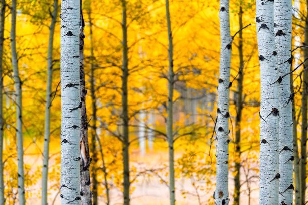 아스펜, 콜로라도 바위 산 단풍 가을 캐슬 크릭 경치 좋은 도로에 미국 아스펜 나무 트렁크 숲에 화려한 노란색 잎 - gold yellow aspen tree autumn 뉴스 사진 이미지