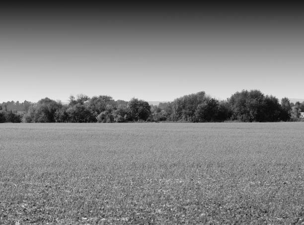 istock Minimal black and white field with forest backdrop 1190458579