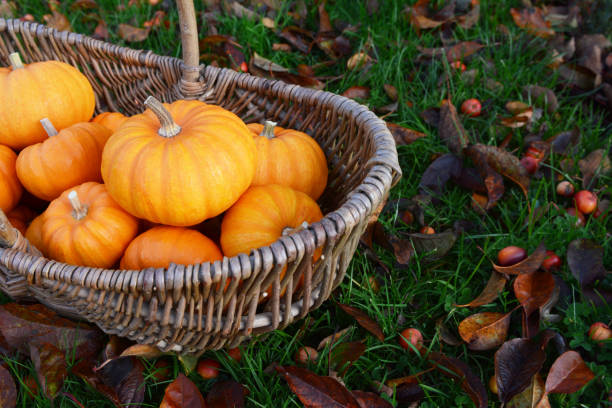 istock Rustic basket of small orange pumpkins for Thanksgiving 1190461248