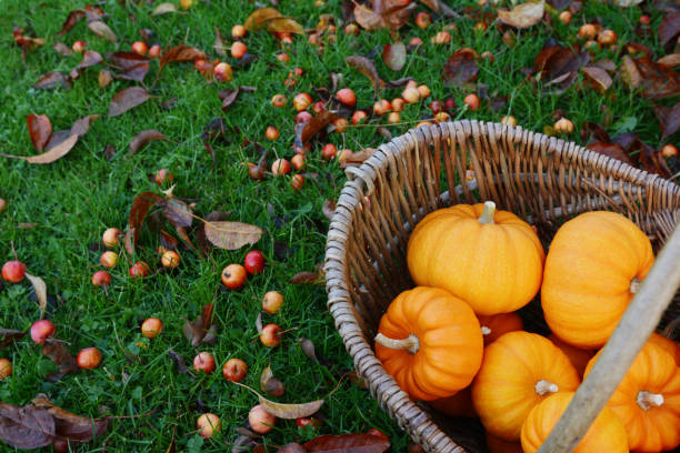 istock Rustic basket of mini orange pumpkins for Thanksgiving decorations 1190461272