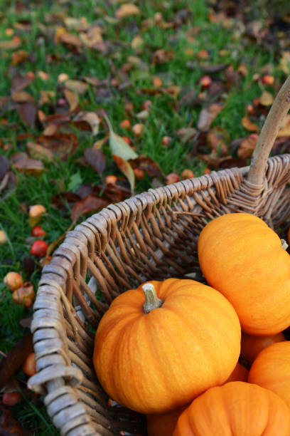 istock Orange mini pumpkin in a rustic woven basket 1190461300