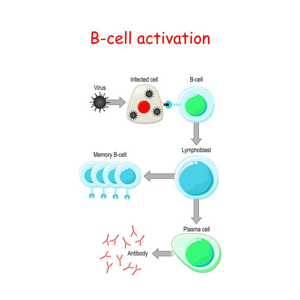 ilustraciones, imágenes clip art, dibujos animados e iconos de stock de activación de células b - antibody human immune system antigen microbiology