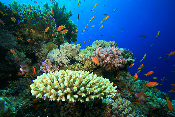 istock Red Sea Coral Reef 119046153