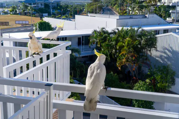 Photo of some white cockatoos sitting on the white balcony area in a hotel in Australia