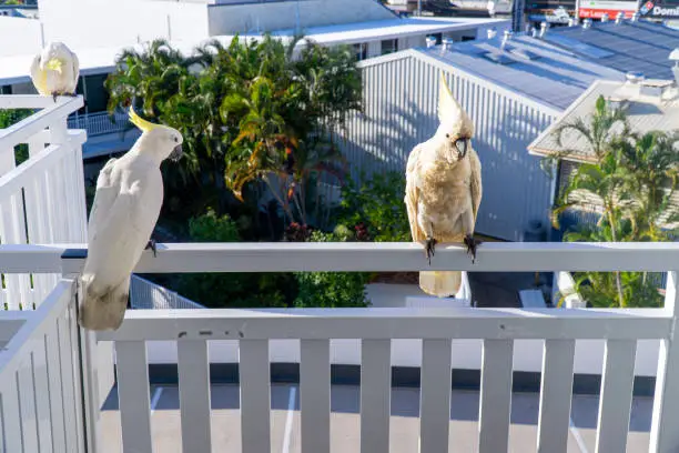 Photo of some white cockatoos sitting on the white balcony area in a hotel in Australia