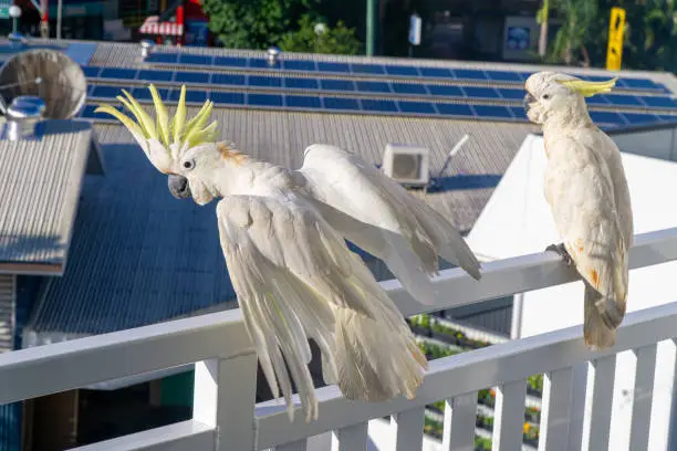 Photo of some white cockatoos sitting on the white balcony area in a hotel in Australia