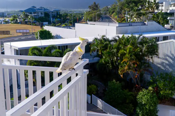 Photo of some white cockatoos sitting on the white balcony area in a hotel in Australia