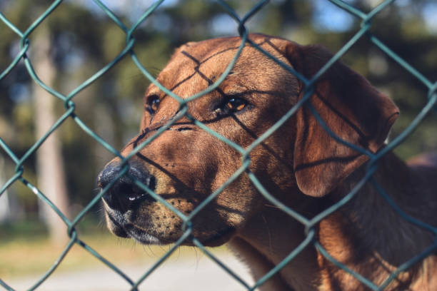 istock Stray dog behind fence in park 1190462573