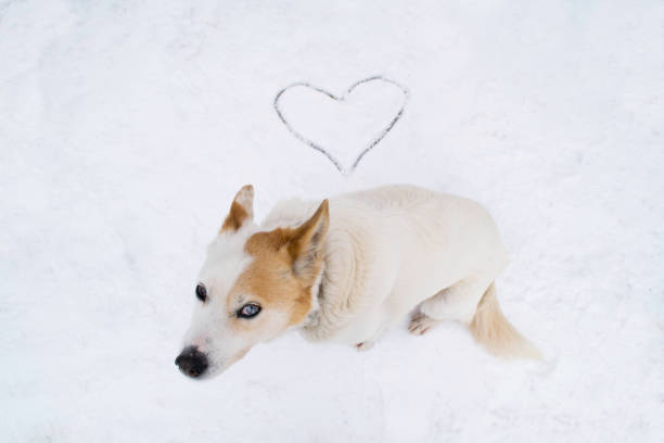 istock The white dog found love in the snow. 1190462643