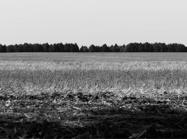 istock Black and white farm field with forest horizon 1190462976