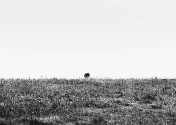 istock Lonely tree at flatland landscape background 1190463594