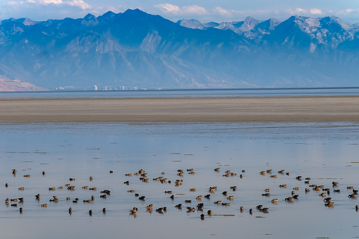 Migatory bird colonies, Antelope Island, the largest of ten islands within the Great Salt Lake, Antelope Island State Park, Utah, USA