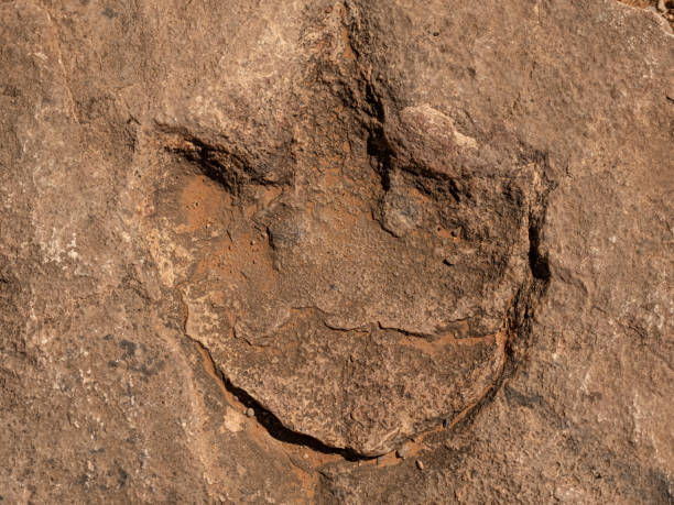 fossile di impronte, navajo national monument, che conserva alcune delle abitazioni sulla scogliera meglio conservate nello stato dell'arizona. usa - navajo national monument foto e immagini stock