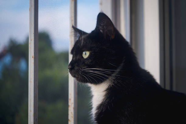 istock young kitty looks out the window 1190463942