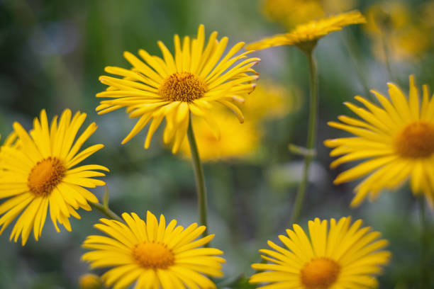 istock yellow daisies among greenery in the garden 1190464487