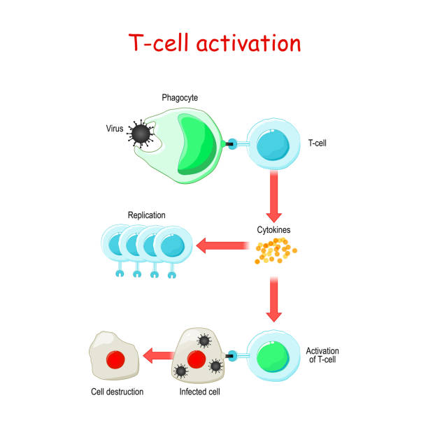 illustrazioni stock, clip art, cartoni animati e icone di tendenza di attivazione cella t - white blood cell human immune system virus cell