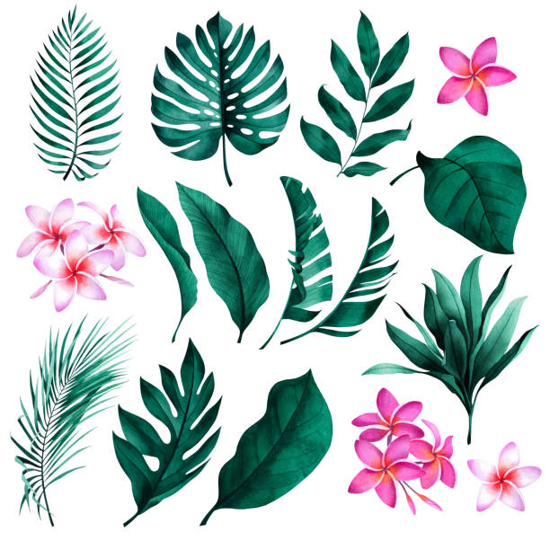 illustrations, cliparts, dessins animés et icônes de ensemble de plantes tropicales et de fleurs. feuilles exotiques vertes vertes d'aquarelle botanique. cocotier, monstera, bananier, plumeria. - banana tree