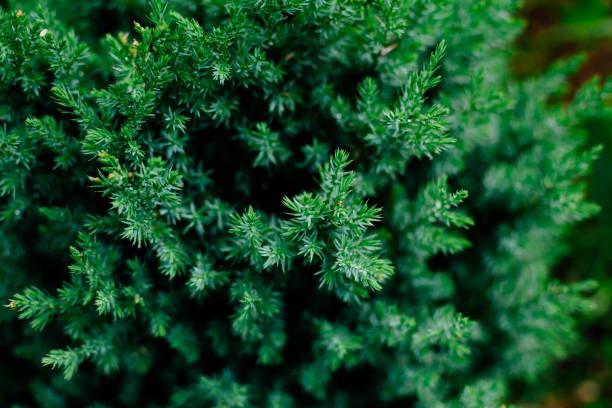 istock Coniferous plant close-up. 1190472773