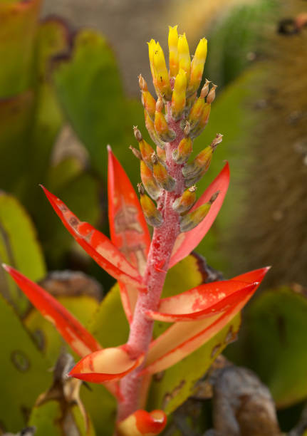 istock Bromelid Aechmea nudicaulis from Brazil 1190473990