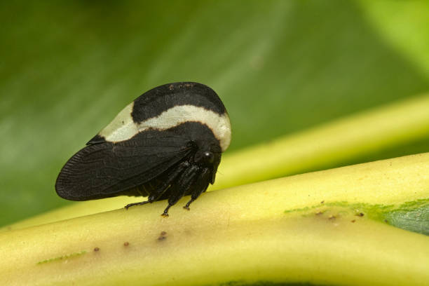 Treehopper from Atlantic rainforest, Brazil. stock photo
