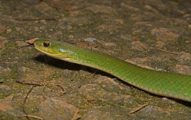 istock Snake Erythrolamprus typhlus (Dipsadidae), from Atlantic rainforest, Brazil 1190475475