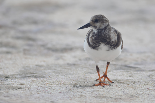 Turnstone Bird On Sandy Beach\n\nPlease view my portfolio for other wildlife photos.