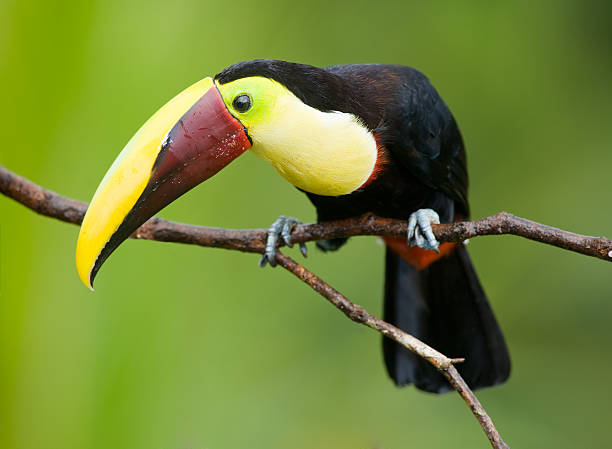 istock Chestnut-mandibled Toucan 119047924