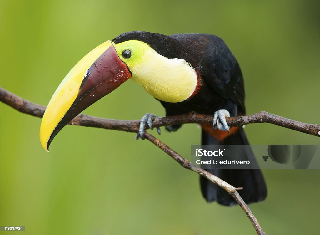 Chestnut-mandibled Toucan - Zbiór zdjęć royalty-free (Ameryka Środkowa)