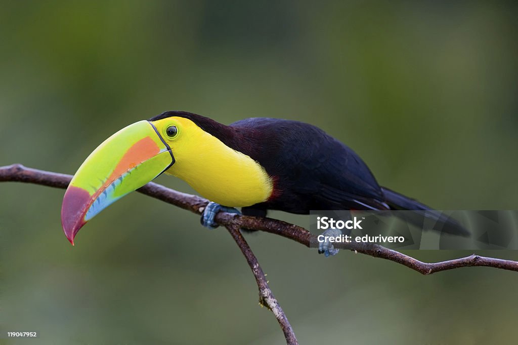 Keel Billed Toucan  Bird Stock Photo