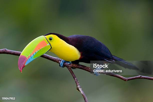 Tucanodebicochato - Fotografias de stock e mais imagens de Pássaro - Pássaro, Tucano, Amarelo