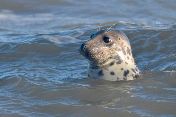 sello gris en el mar - foca fotografías e imágenes de stock